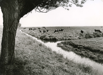 HK_GARSDIJK_003 Weiland met koeien in de polder Simonshaven, gezien vanaf de Garsdijk; 23 juni 1974