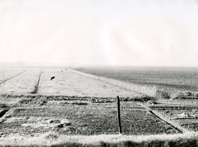 HK_TOLDIJK_017 De polder Klein-Schuddebeurs, gezien vanaf de Toldijk; 1962