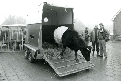 HE_KINDERBOERDERIJ_004 Een nieuwe koe voor de kinderboerderij de Kerkestee; ca. 1990