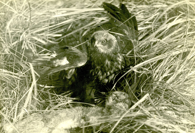 HE_NIEUWEZEEDIJK_010 Een roofvogel heeft een konijn gevangen; 1936