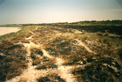 NH_DUINWEG_008 Schade aan de beplanting in de duinen na een brand; Juli 1996