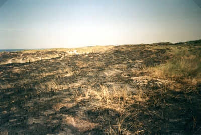 NH_DUINWEG_009 Schade aan de beplanting in de duinen na een brand; Juli 1996