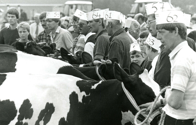 NH_FOKVEEDAG_015 Koeien op de Fokveedag in 1988 in de wei van de J. v/d Ban; 21 juli 1988