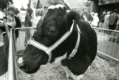 NH_FOKVEEDAG_017 Impressie van de fokveedag: een koe wacht op jurering; 23 juli 1987