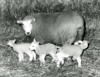 NH_HELLEVOETSEACHTERWEG_003 Drie lammetjes geboren bij K.C. Lageweg; 9 januari 1970