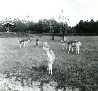 OV_KRUININGERGORS_47 Hertenkamp bij vakantiepark het Kruininger Gors; 1962