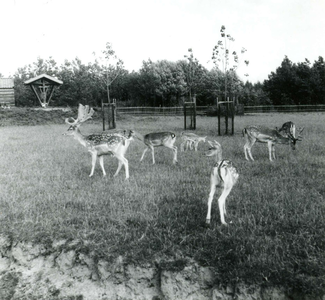 OV_KRUININGERGORS_48 Hertenkamp bij vakantiepark het Kruininger Gors; 1962
