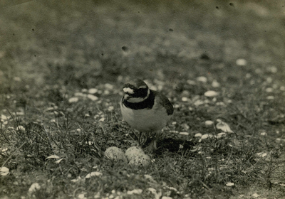 OV_STRAND_54 Bontbekje bij het nest op het Groene Strand; 7 mei 1936