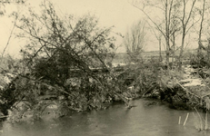 OV_WATERSNOODRAMP_020 Omgewoelde elzen bij het vliegveld; 2 februari 1953