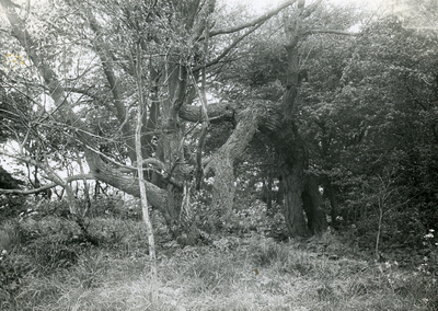 RO_DUINEN_08 De 'wonderboom' in de duinen; ca. 1975