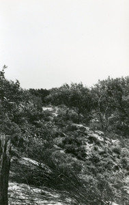 RO_DUINEN_14 Duinlandschap bij Brede water; ca. 1960