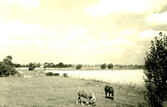 RO_OUDEDIJK_07 Kijkje op de polder tussen Rockanje en Hellevoetsluis vanaf de Oudedijk; 23 augustus 1951