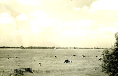 RO_OUDEDIJK_08 Kijkje op de polder tussen Rockanje en Hellevoetsluis vanaf de Oudedijk; 23 augustus 1951