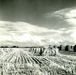 RO_OUDEDIJK_09 Kijkje op de polder tussen Rockanje en Hellevoetsluis vanaf de Oudedijk. De oogst staat opgebonden op ...