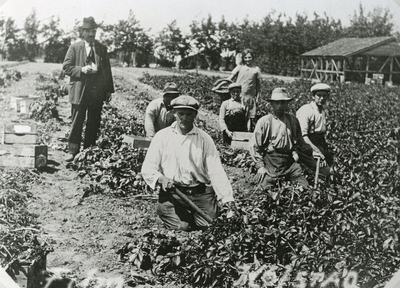 RO_PROEFTUIN_03 Proeftuin, met personen die aan het aardappelen aan het rooien zijn; ca. 1930