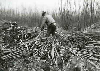 SP_GRIENDWERKEN_009 Arbeiders verzamelen het griendhout in de grienden van de familie Hogenboom op de Welplaat; ca. 1950