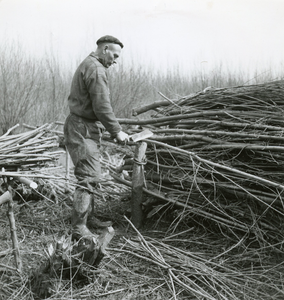 SP_GRIENDWERKEN_012 Arbeiders hakken het griendhout in de grienden van de familie Hogenboom op de Welplaat; ca. 1950