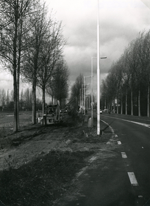 SP_HEKELINGSEWEG_007 Het kappen van zieke bomen met hartrot langs de Hekelingseweg; november 1977