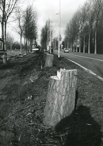 SP_HEKELINGSEWEG_008 Het kappen van zieke bomen met hartrot langs de Hekelingseweg; november 1977