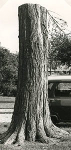 SP_HEKELINGSEWEG_009 Het kappen van zieke bomen met hartrot langs de Hekelingseweg; november 1977