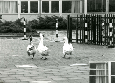 SP_KINDERBOERDERIJ_021 Drie ganzen bij de kinderboerderij De Trotse Pauw; Maart 1978