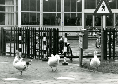 SP_KINDERBOERDERIJ_022 Drie ganzen bij de kinderboerderij De Trotse Pauw; Maart 1978