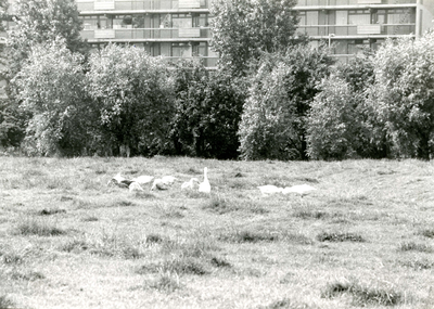 SP_KINDERBOERDERIJ_025 Ganzen van de kinderboerderij De Trotse Pauw langs de Marrewijklaan; Juli 1978