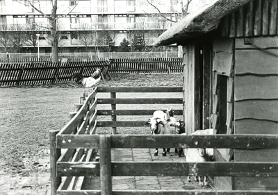 SP_KINDERBOERDERIJ_040 Dieren op kinderboerderij De Trotse Pauw: jonge dwerggeiten; 1989