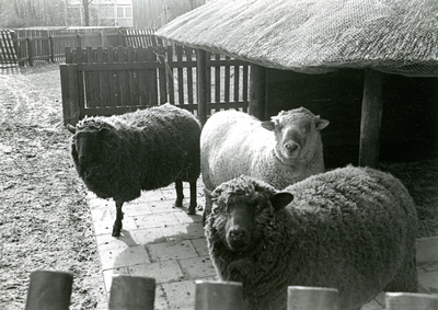 SP_KINDERBOERDERIJ_041 Dieren op kinderboerderij De Trotse Pauw: schapen; 1989