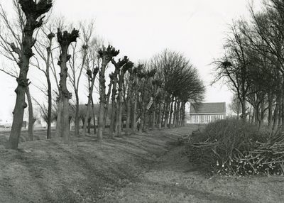 SP_MALLEDIJK_039 Knotten van bomen langs de Malledijk, bij de reigerkolonie; ca. 1980