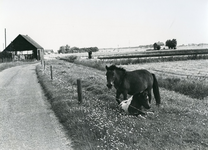 TI_NATERSEDIJK_004 Gezicht op de Natersedijk; ca. 1970