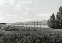 TI_WESTERLANDSEWEG_005 Tuinbouwkassen; Augustus 2003