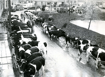ZL_WATERSNOODRAMP_077 De geredde koeien werden verzameld op de Ring; 2 februari 1953
