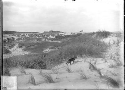 GN2347 Hond loopt door de duinen; ca. 1925