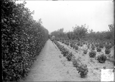 GN2366 Boomgaard met fruitbomen; ca. 1925