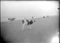 GN2468 Koeien op het gors; ca. 1925