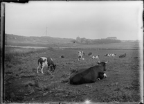 GN2712 Polder met koeien, op de achtergrond Koepel Zeeburg; ca. 1910
