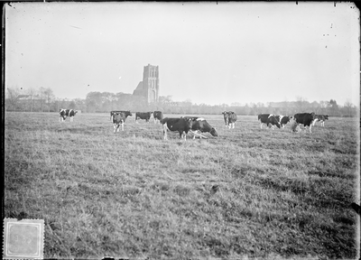GN2970 Kijkje op Brielle vanaf de polder. Op de voorgrond een kudde koeien; ca. 1920