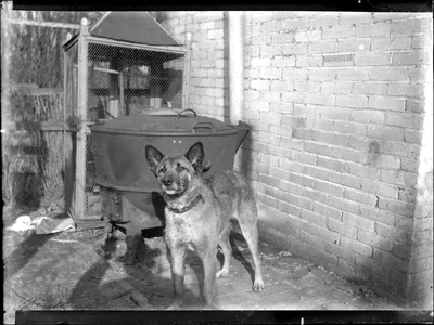 GN3099 Een hond voor een wasketel; ca. 1920