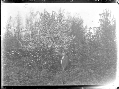 GN3101 Een man toont een boom met bloesem in de boomgaard; ca. 1920