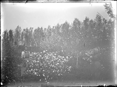 GN3111 Man en vrouw in boomgaard; ca. 1914