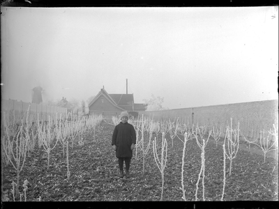 GN3125 Een kind staat tussen de jong aangeplante fruitbomen; ca. 1910