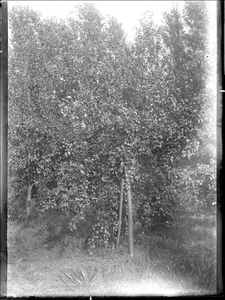 GN3182 Appelboom in boomgaard; ca. 1925