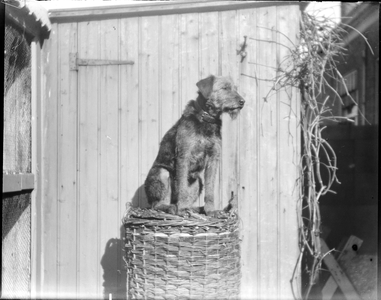 GN3265 Een hond; ca. 1920