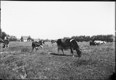 GN3366 Koeien in een wei langs de Oude Straatweg in Nieuwenhoorn. A. Vijfvinkel; ca. 1930