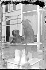 GN4055 Twee honden op de tuintafel bij Villa Anna; ca. 1914