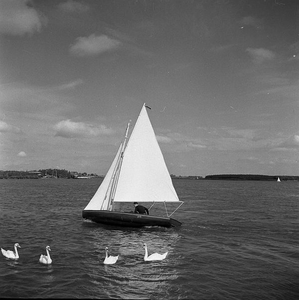 C1113 Zeilen op het Brielse Meer; 18 augustus 1960