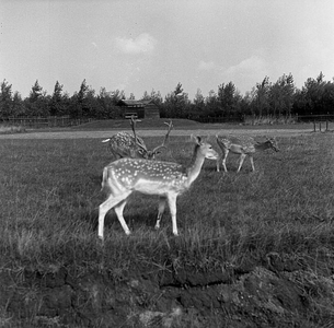 C1368 Hertenkamp Kruininger Gors; 14 september 1961