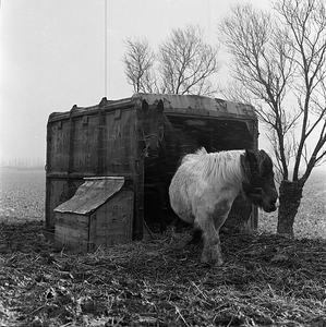 C1525 Pony en stal; april 1969
