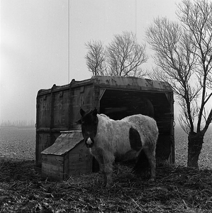 C1526 Pony en stal; april 1969